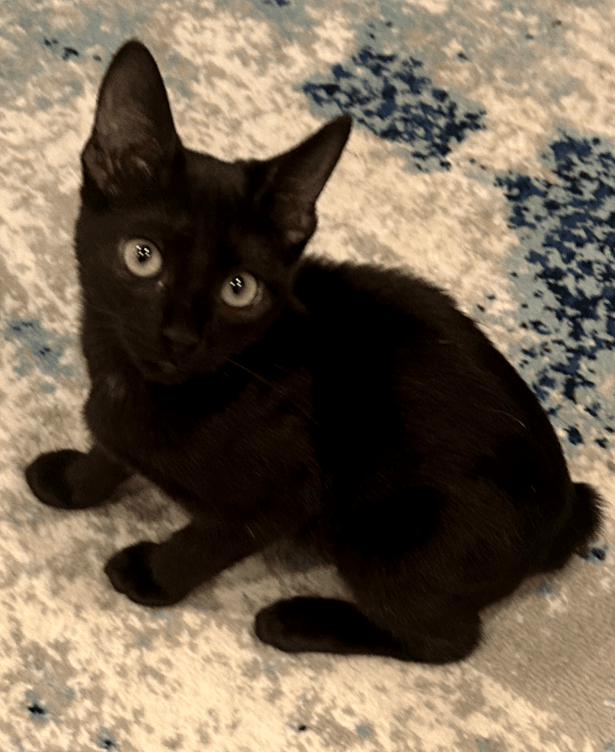 Billie - Domestic Short Hair
