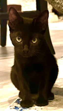 Billie image 2