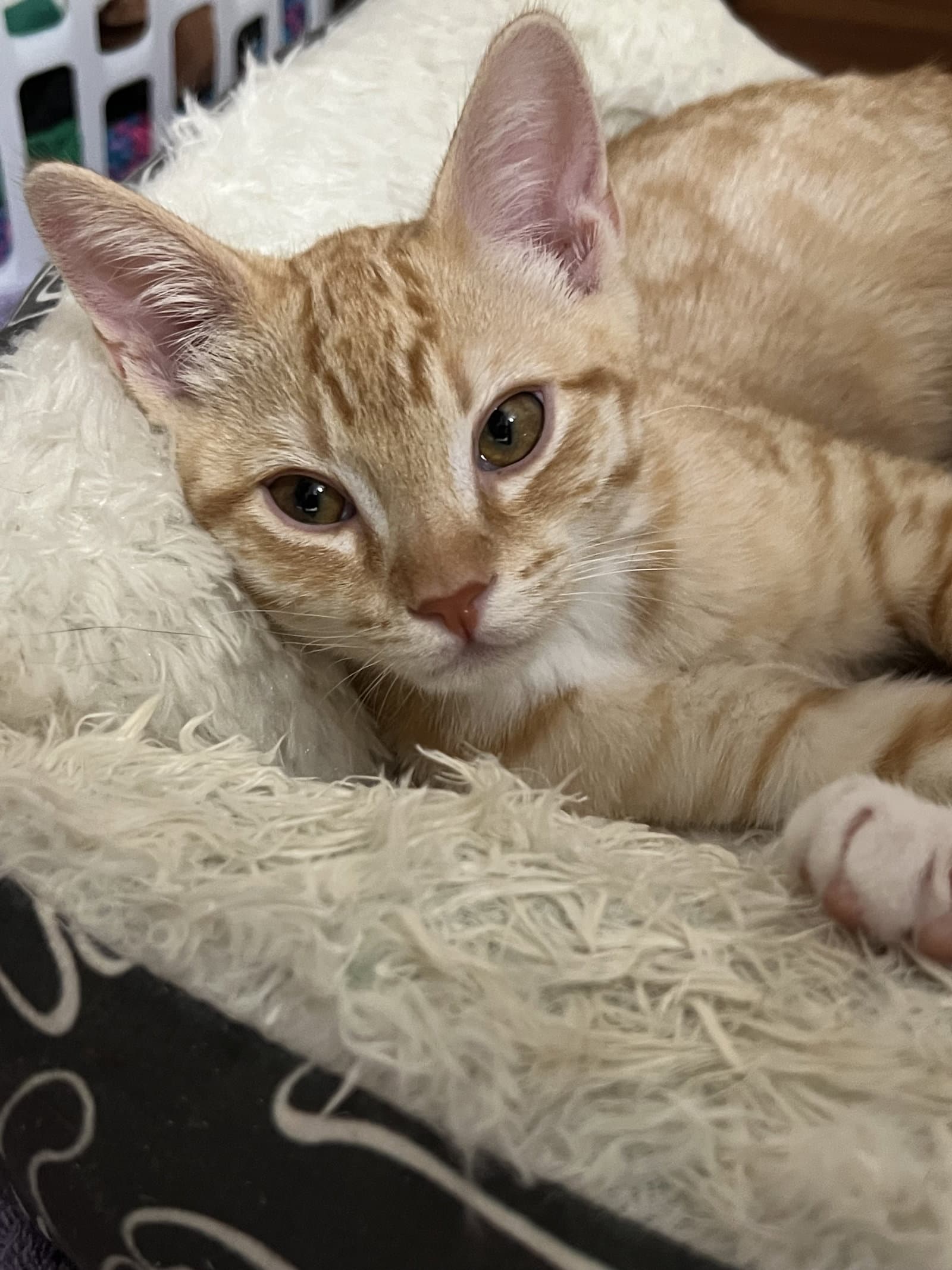 Edan - Domestic Short Hair