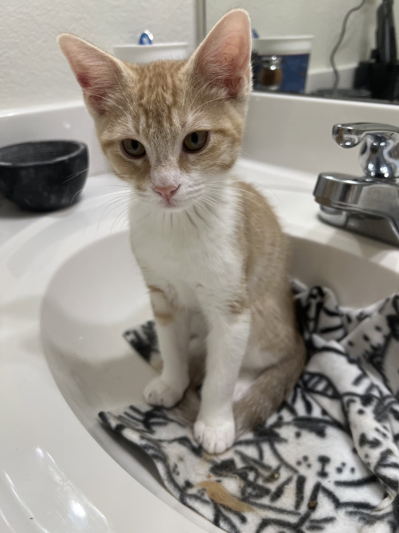 Kendric - Domestic Short Hair