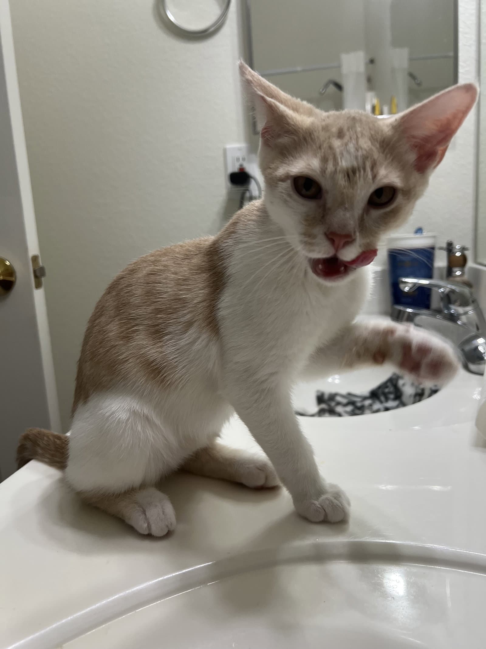 Magnus - Domestic Short Hair