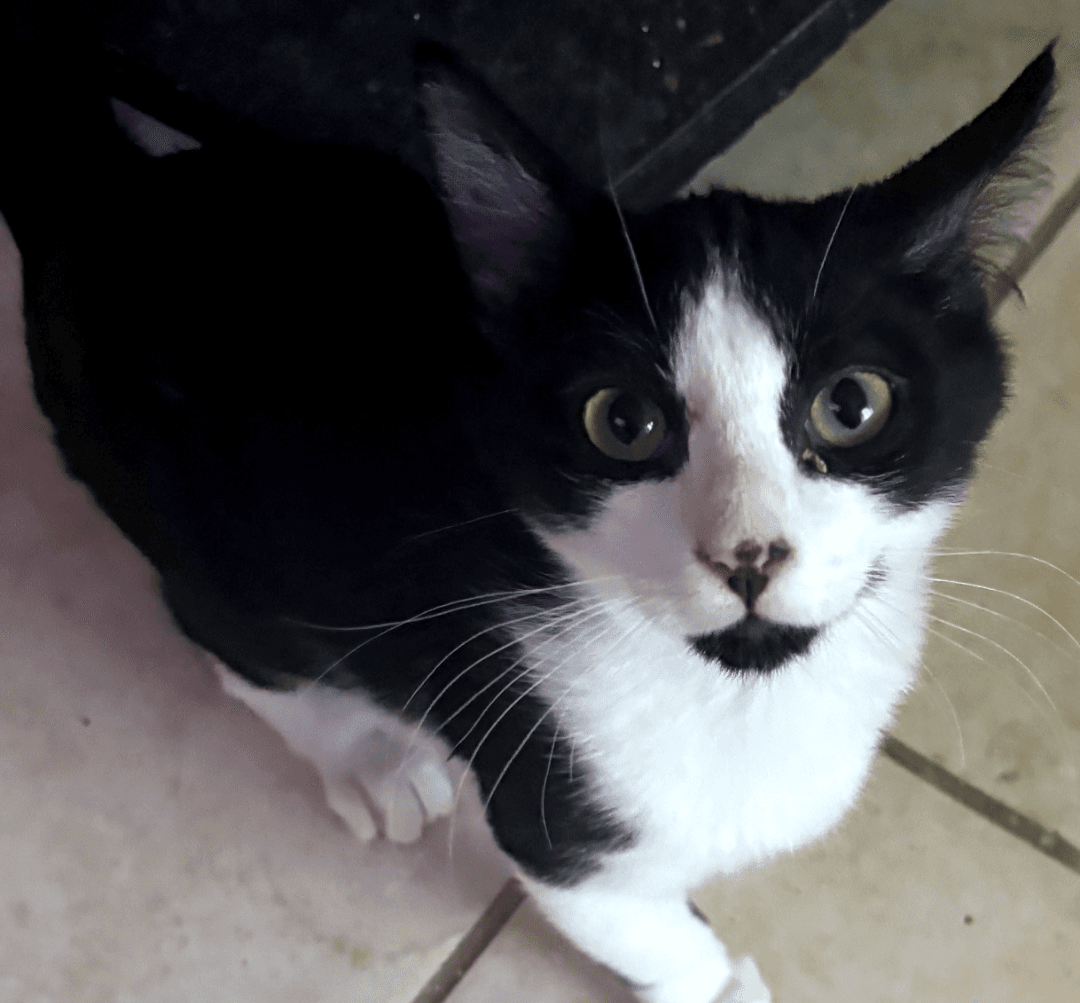 Leader - Domestic Short Hair