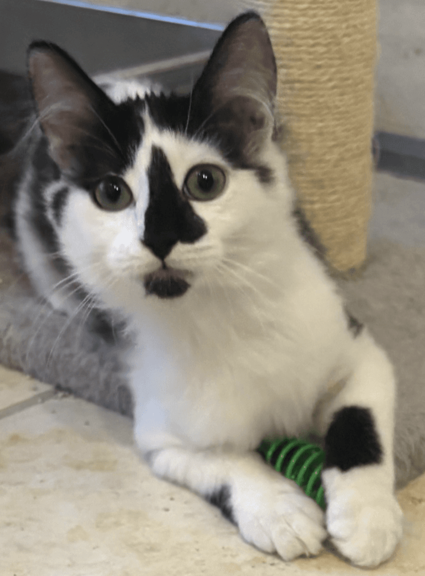 Rags - Domestic Medium Hair