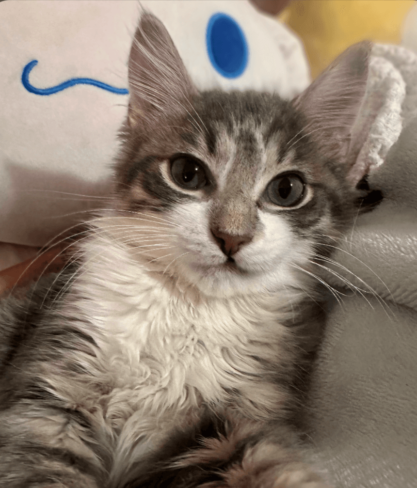 Gandalph - Domestic Medium Hair