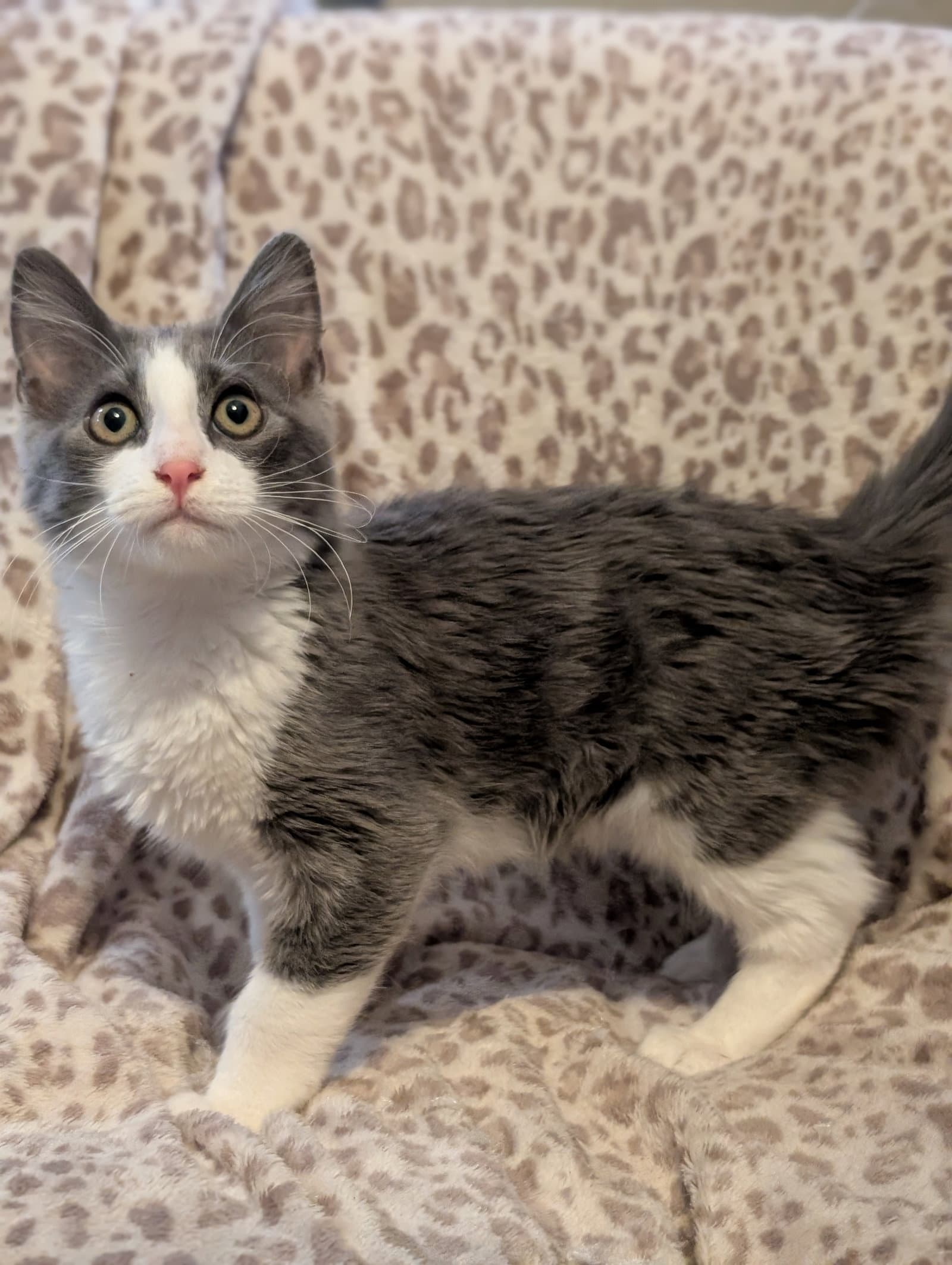 Glitch - Domestic Short Hair