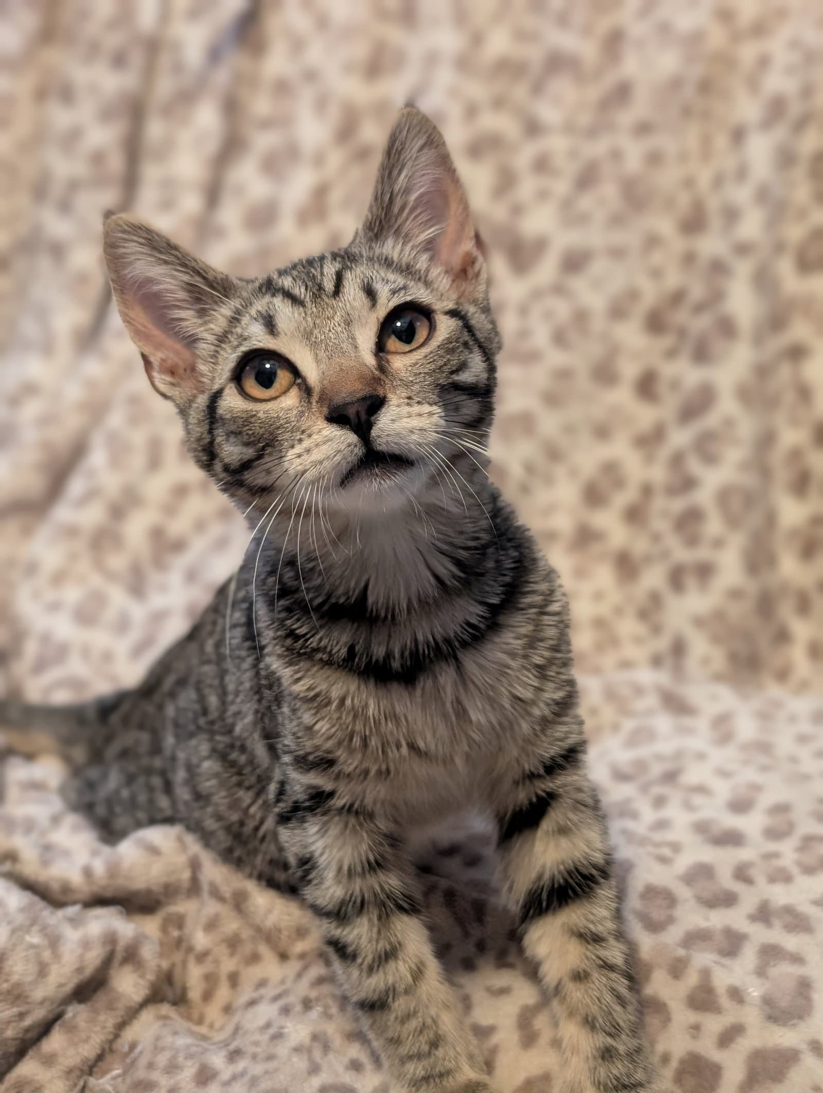 Mirage - Domestic Short Hair