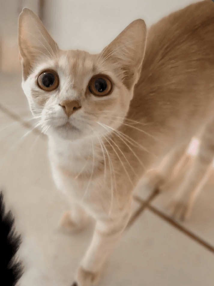 Dulce Maria - Domestic Short Hair