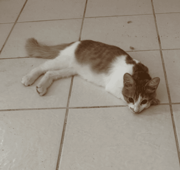 Frederick - Domestic Short Hair