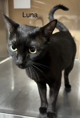 Luna Marie image 1