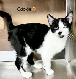Cookie image 1