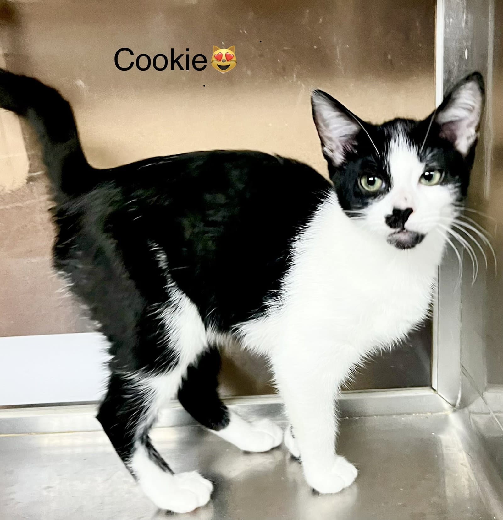 Cookie - Domestic Short Hair