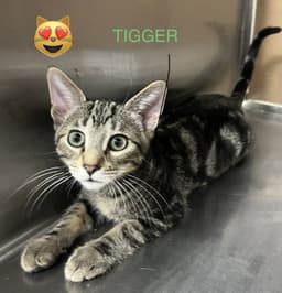 Tigger image 1