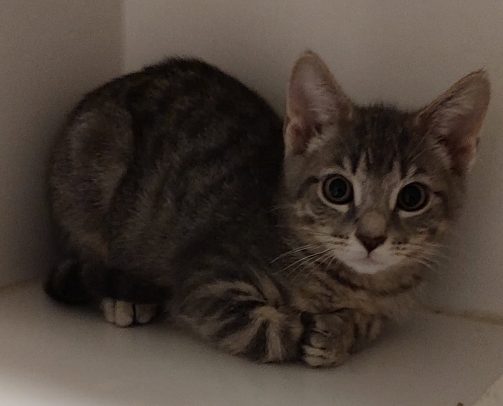 Quasar - Domestic Short Hair