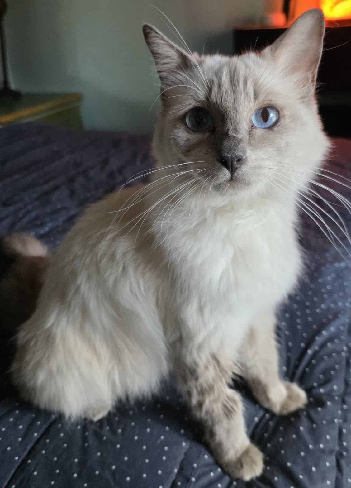 Luna - Ragdoll