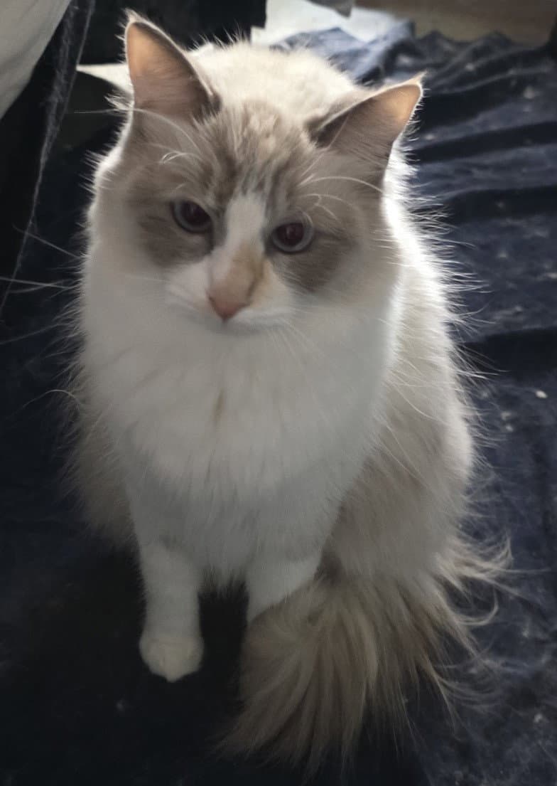 Cirilla - Ragdoll