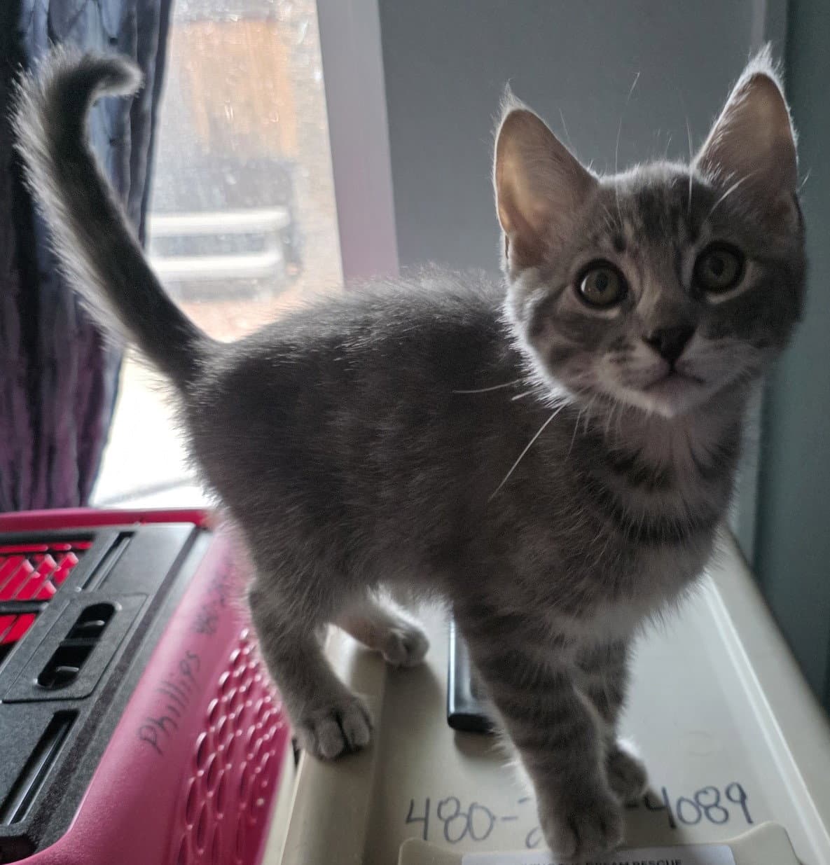 Willow - Domestic Short Hair