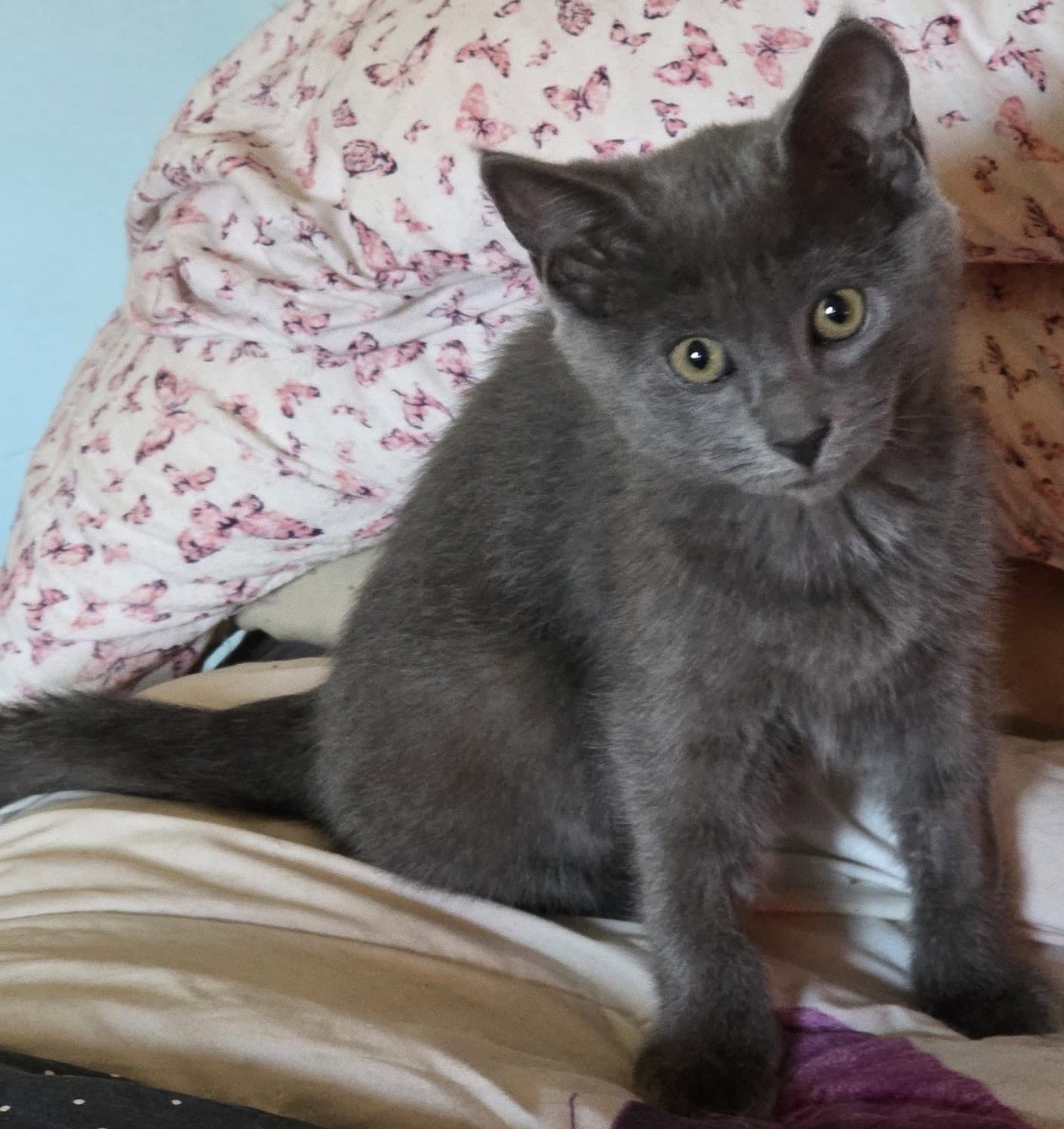 Juniper - Domestic Short Hair