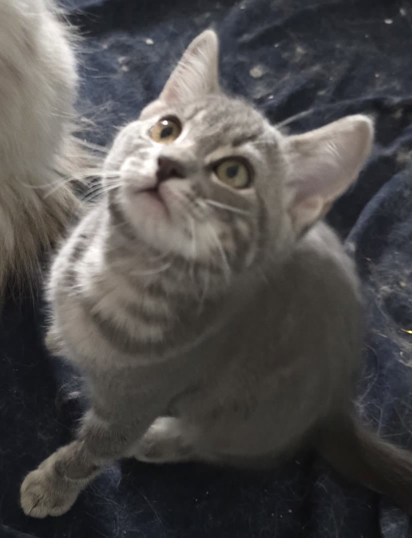 Craig - Domestic Short Hair