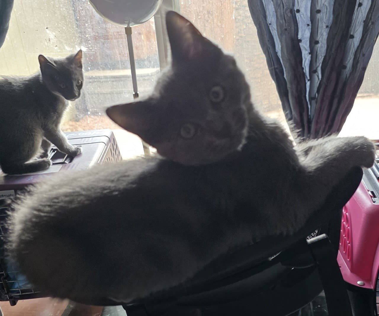 Slate - Domestic Short Hair