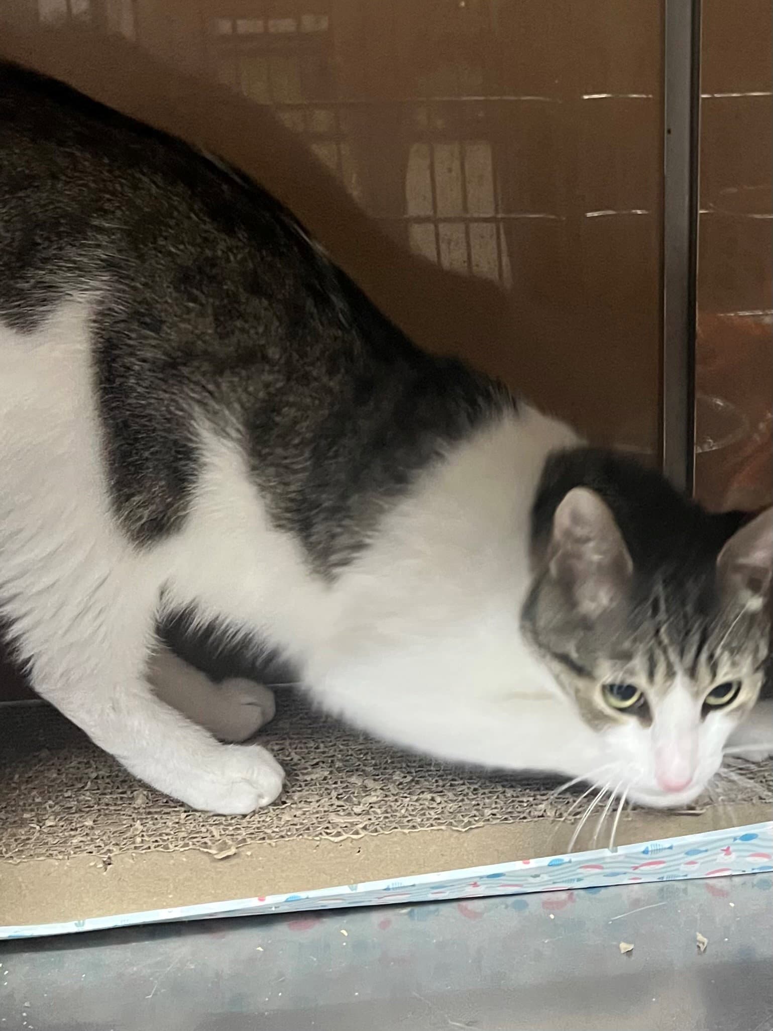 Mack - Domestic Short Hair