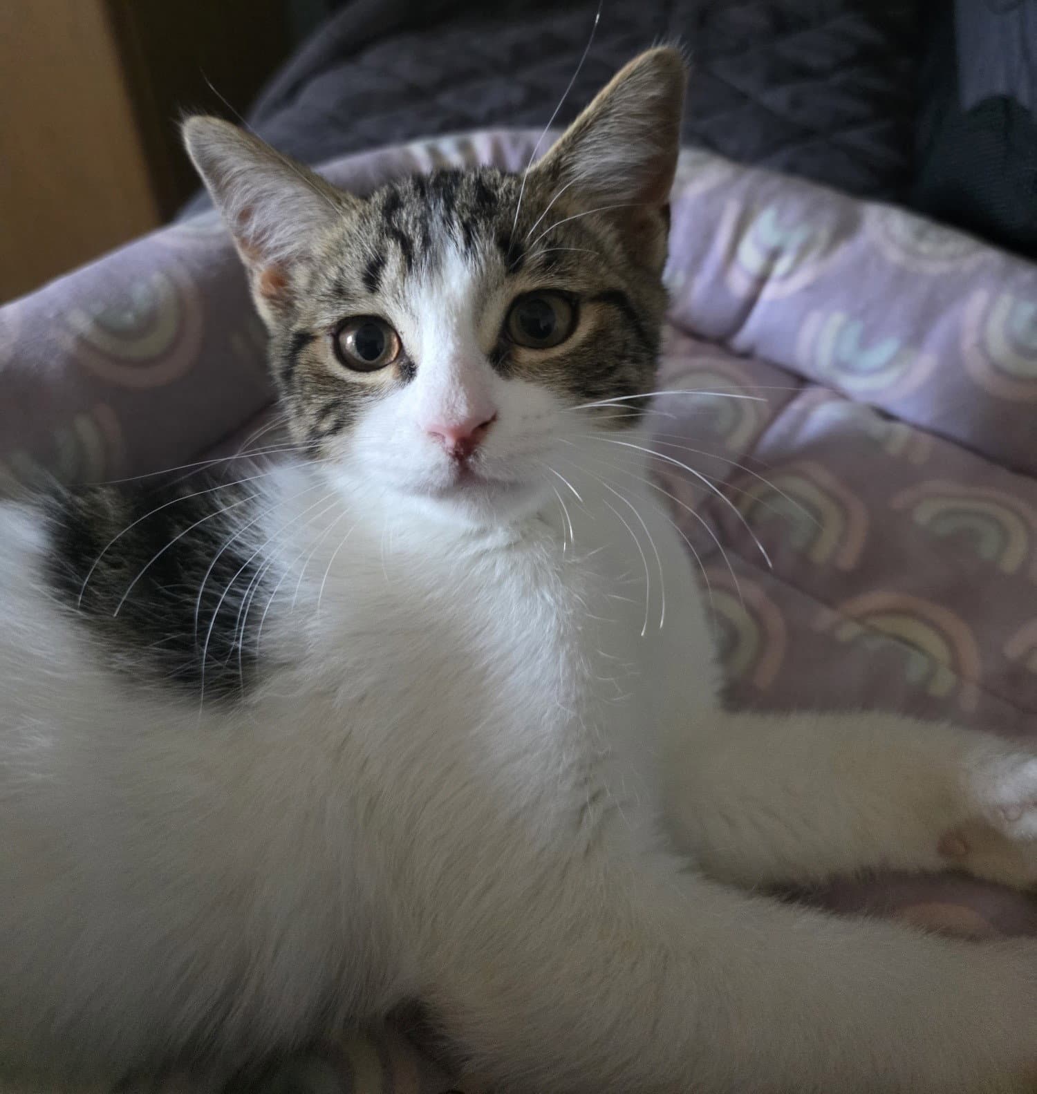 Greg - Domestic Short Hair