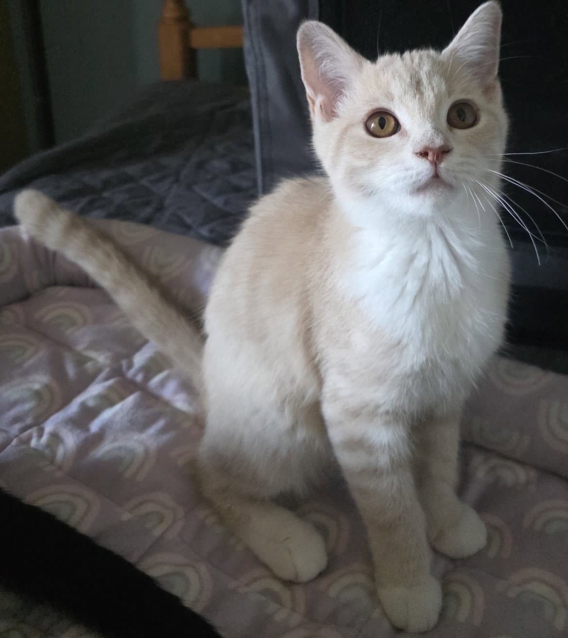 Marcia - Domestic Short Hair