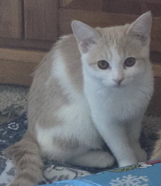 Jan - Domestic Short Hair