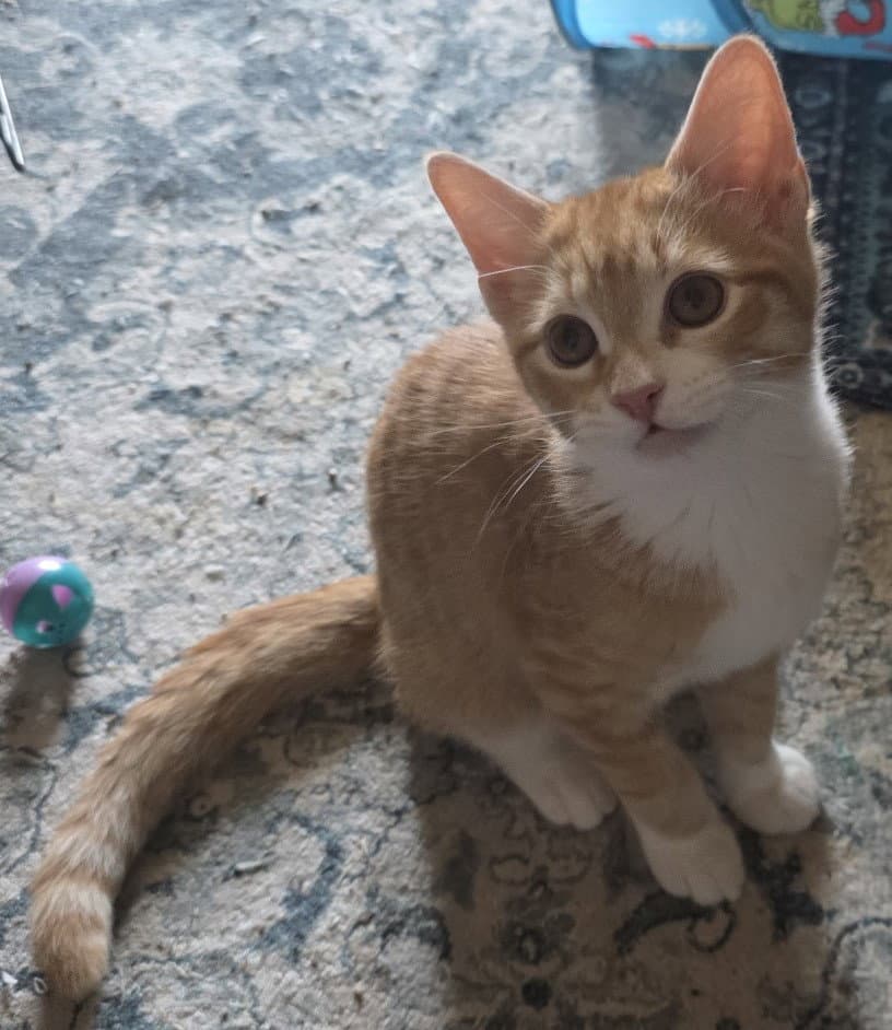 Peter - Domestic Short Hair