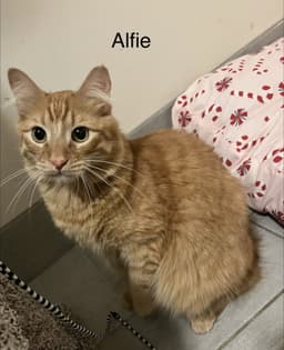Alfie image 1