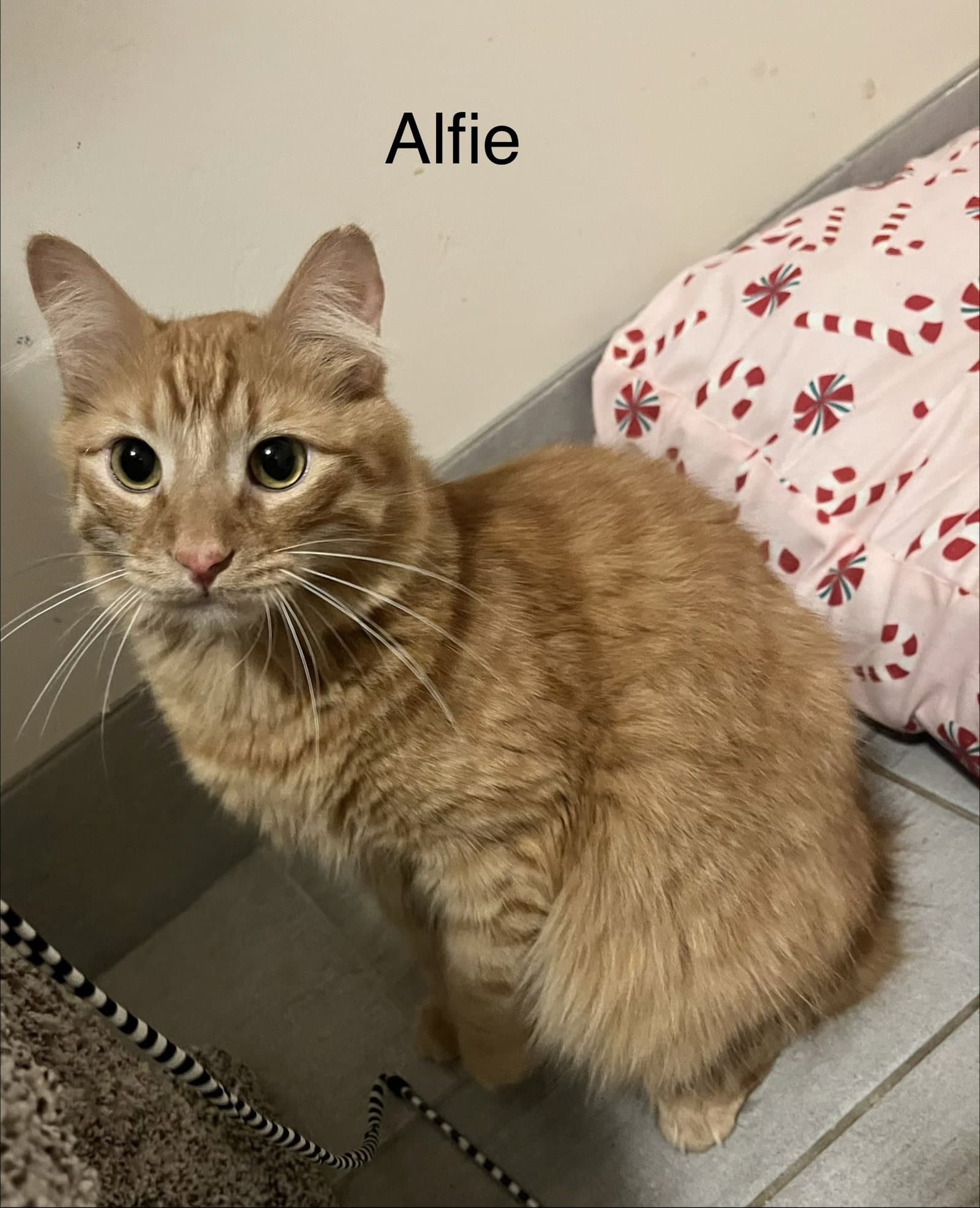 Alfie - Maine Coon