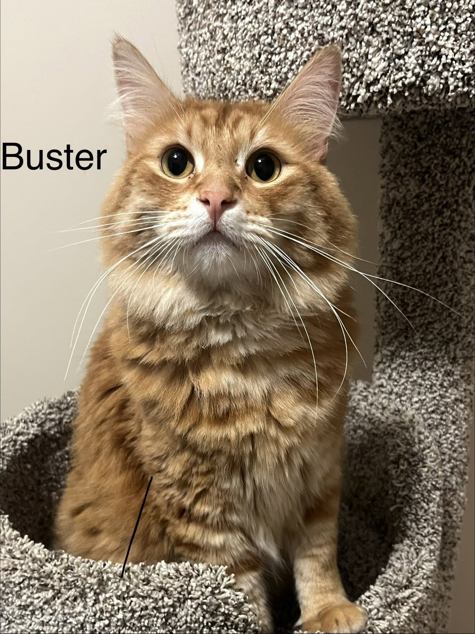 Buster - Maine Coon
