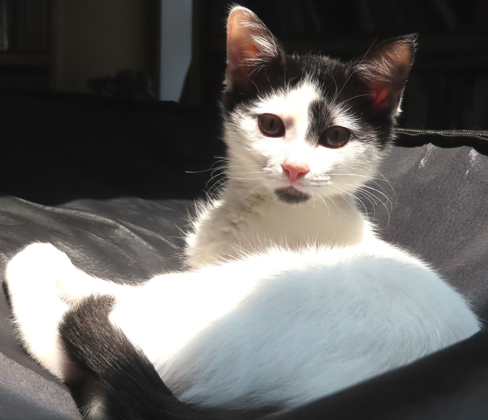 Stella - Domestic Short Hair