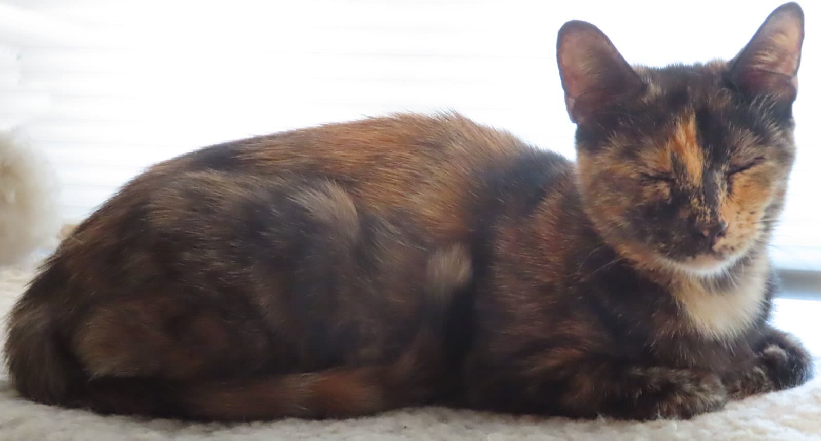 Stacy - Domestic Short Hair