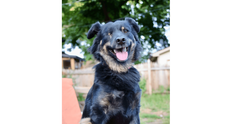 Sneakers - Australian Shepherd