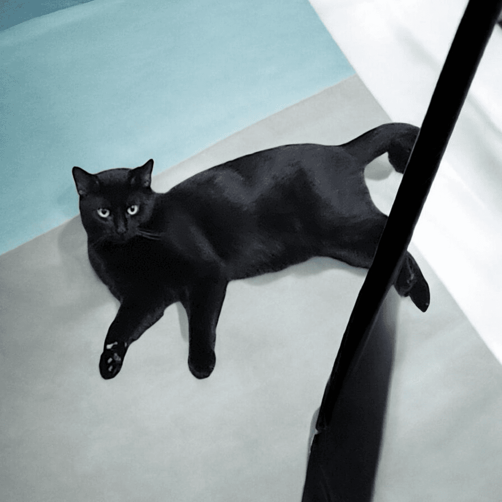 Big - Domestic Short Hair
