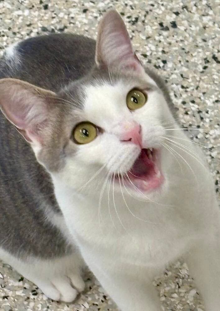 Swizzle - Domestic Short Hair