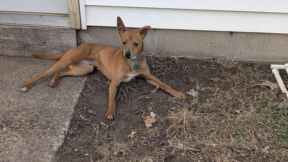 Mickey - Italian Greyhound