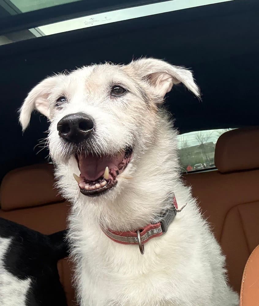 Roscoe - Border Collie