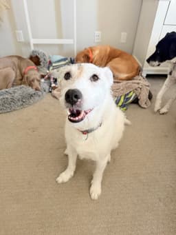 Roscoe image 4