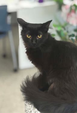 Kuro image 1