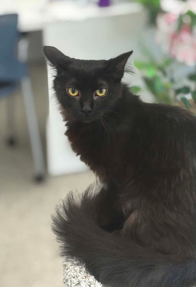 Kuro - Domestic Medium Hair
