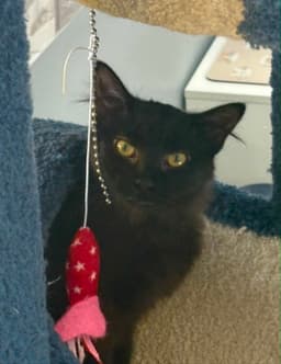 Kuro image 2