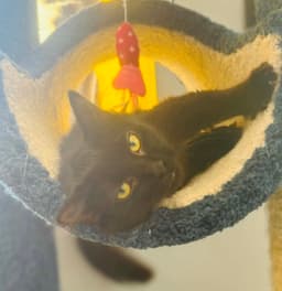 Kuro image 3