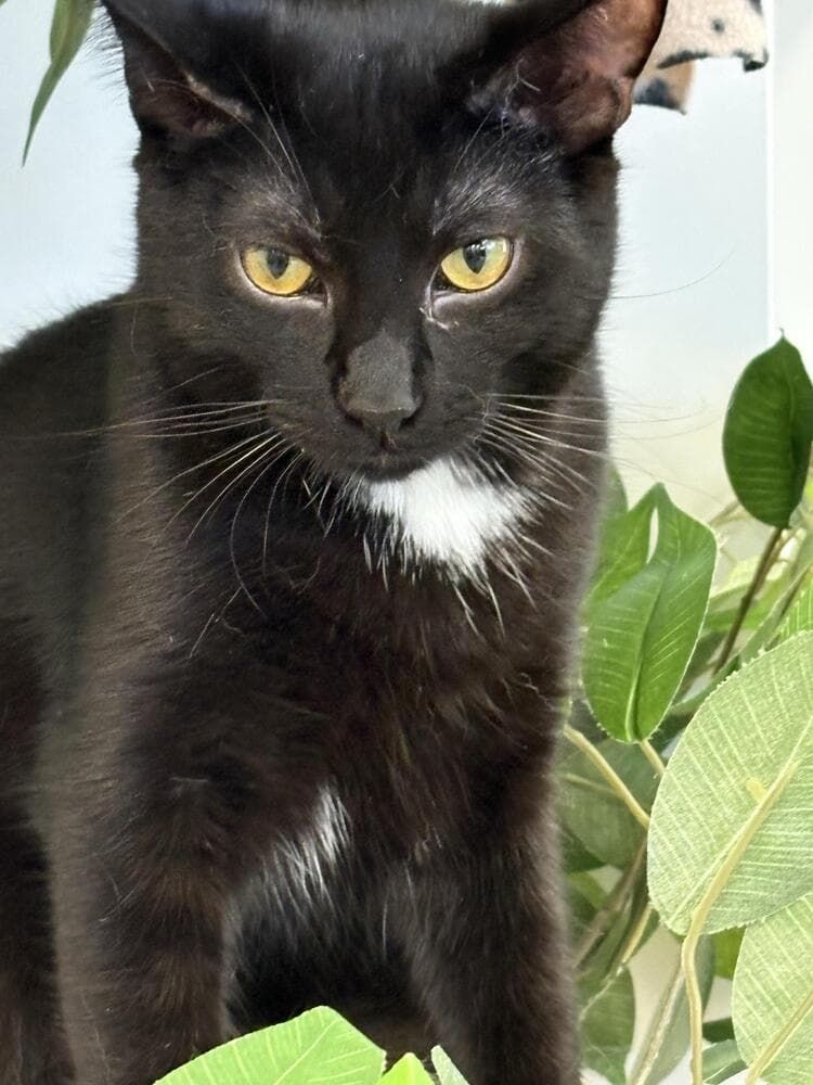 Kilo - Domestic Short Hair