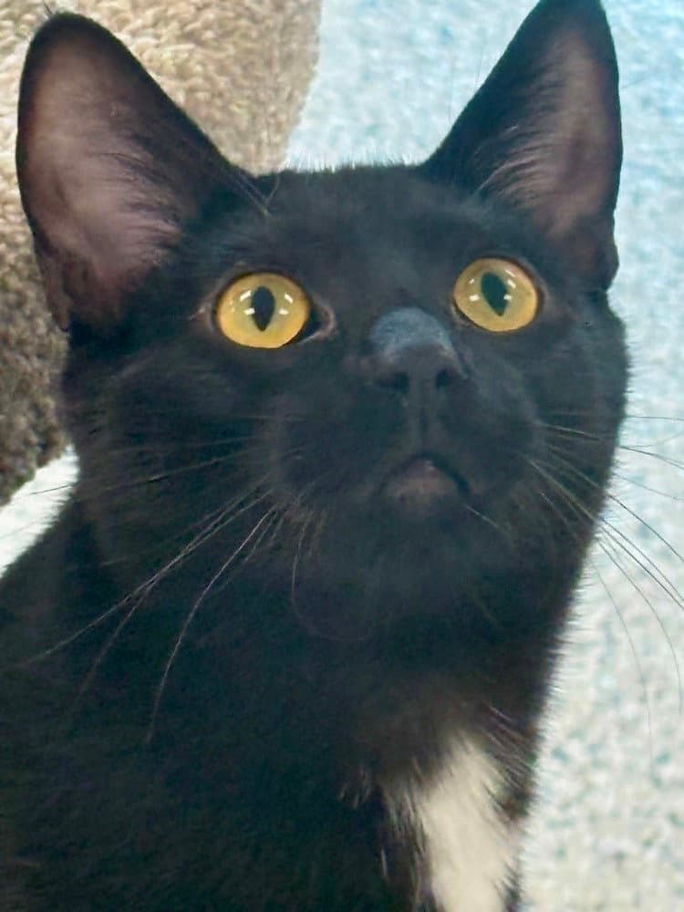Kilo - Domestic Short Hair