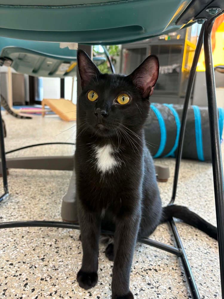 Kilo - Domestic Short Hair