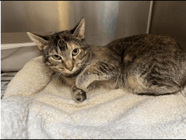 Foxtrot - Domestic Short Hair