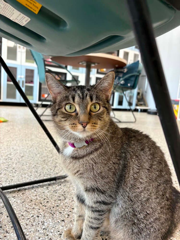 Foxtrot - Domestic Short Hair