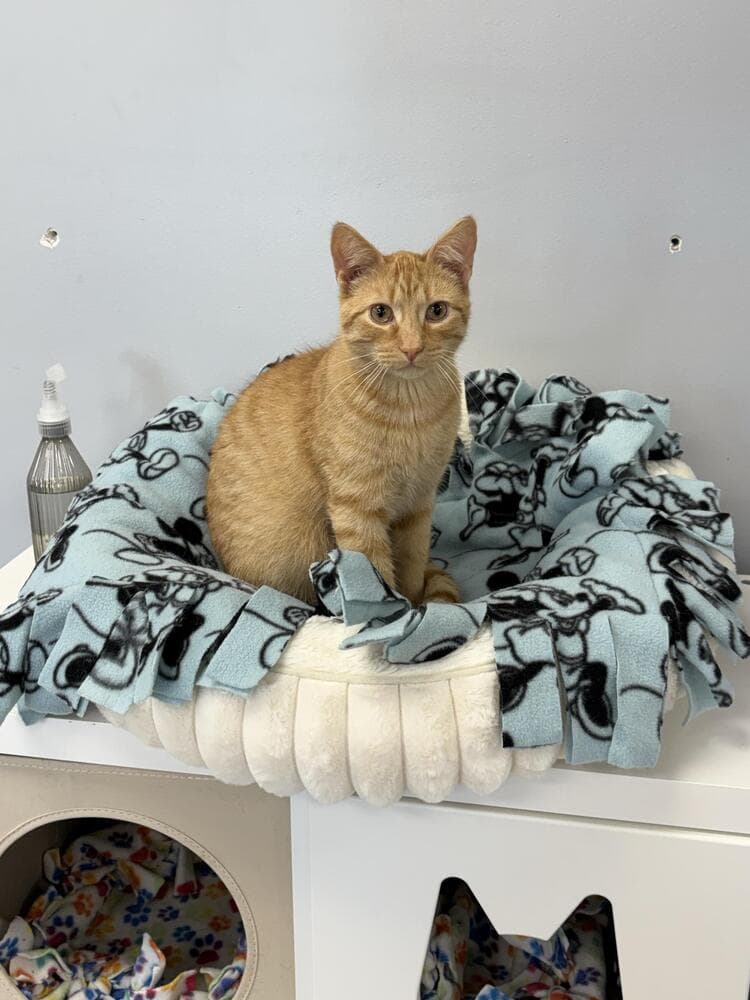 Prince - Domestic Short Hair