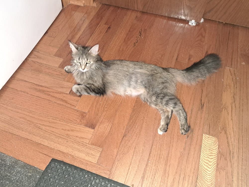 Marcia Marcia Marcia - Norwegian Forest Cat